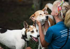 Volunteers with rescue dogs