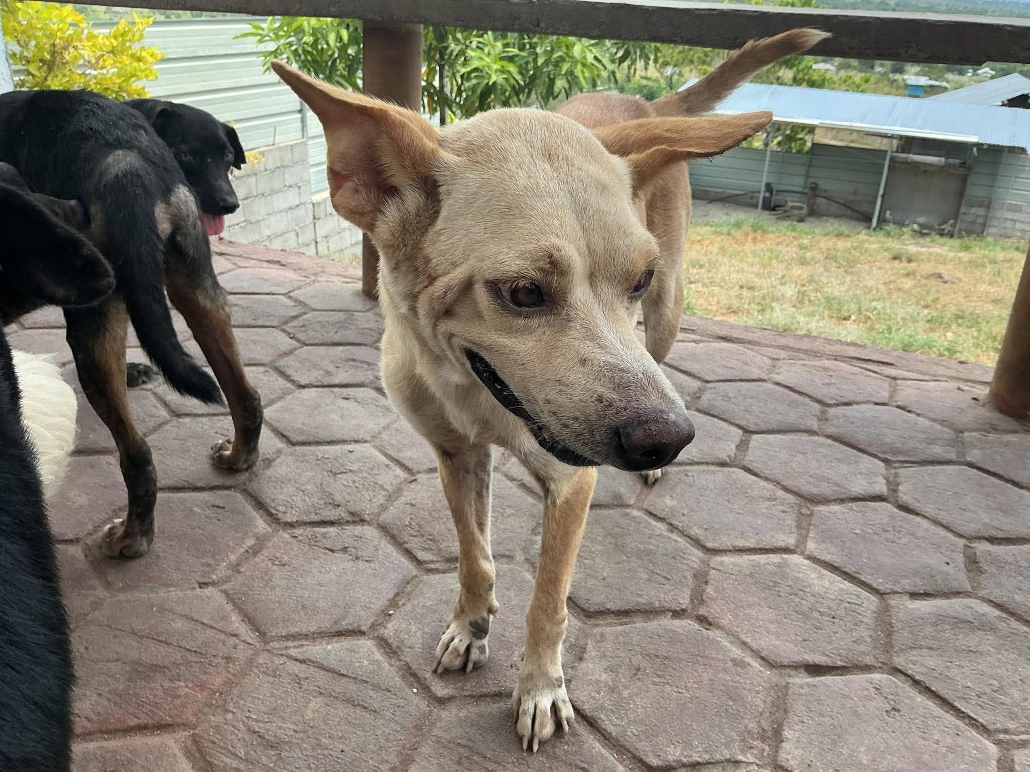 Bibi
