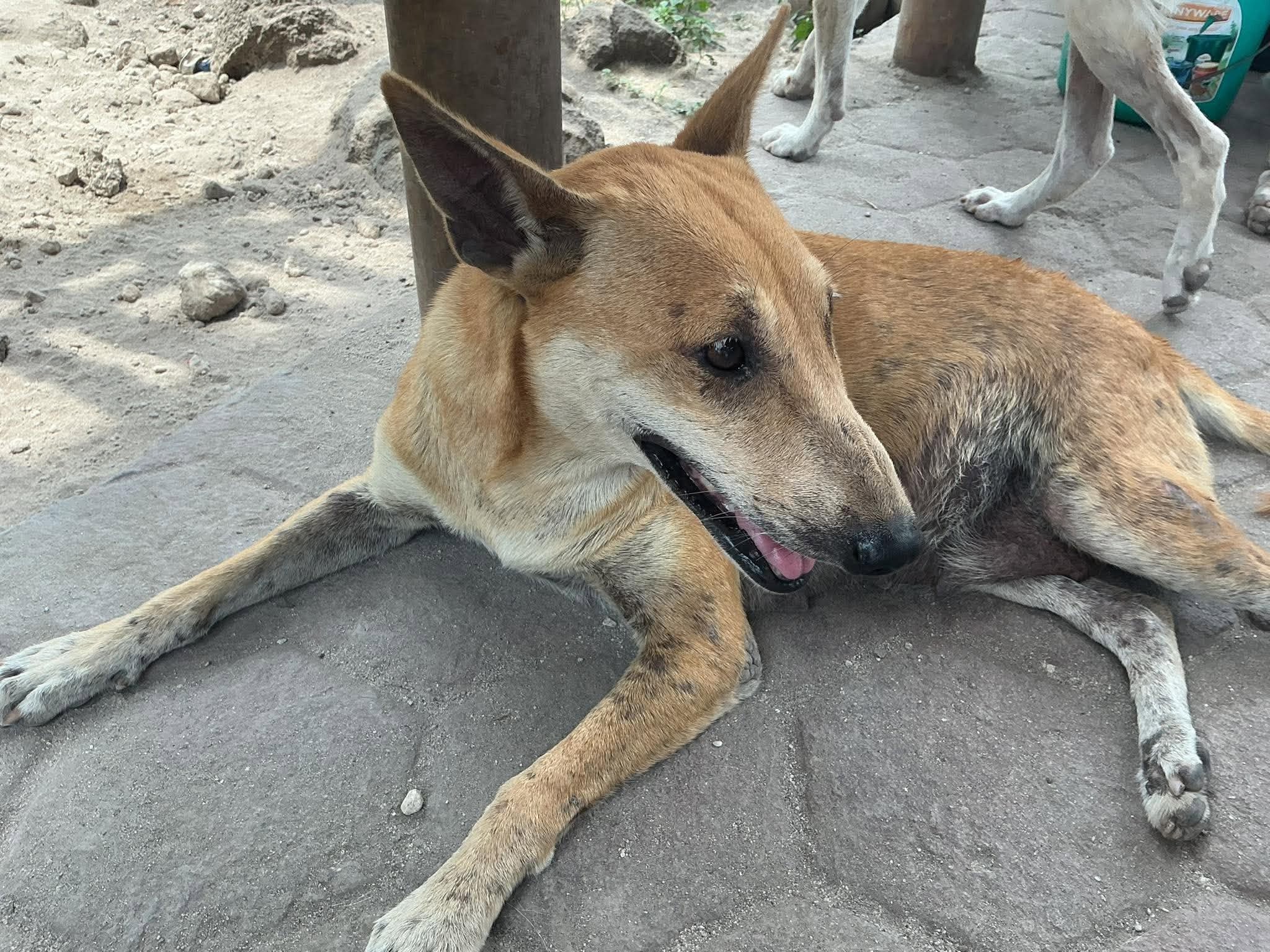 Bolidog