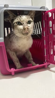Rescue & Shelter Needs donation use proof