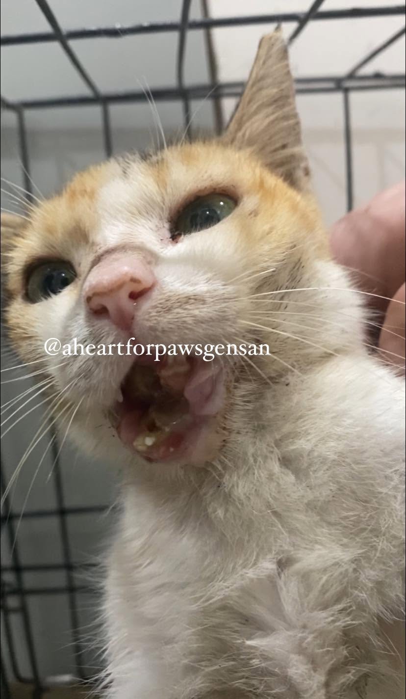 Rescue & Shelter Needs donation use proof