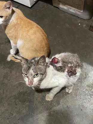 Rescue & Shelter Needs donation use proof
