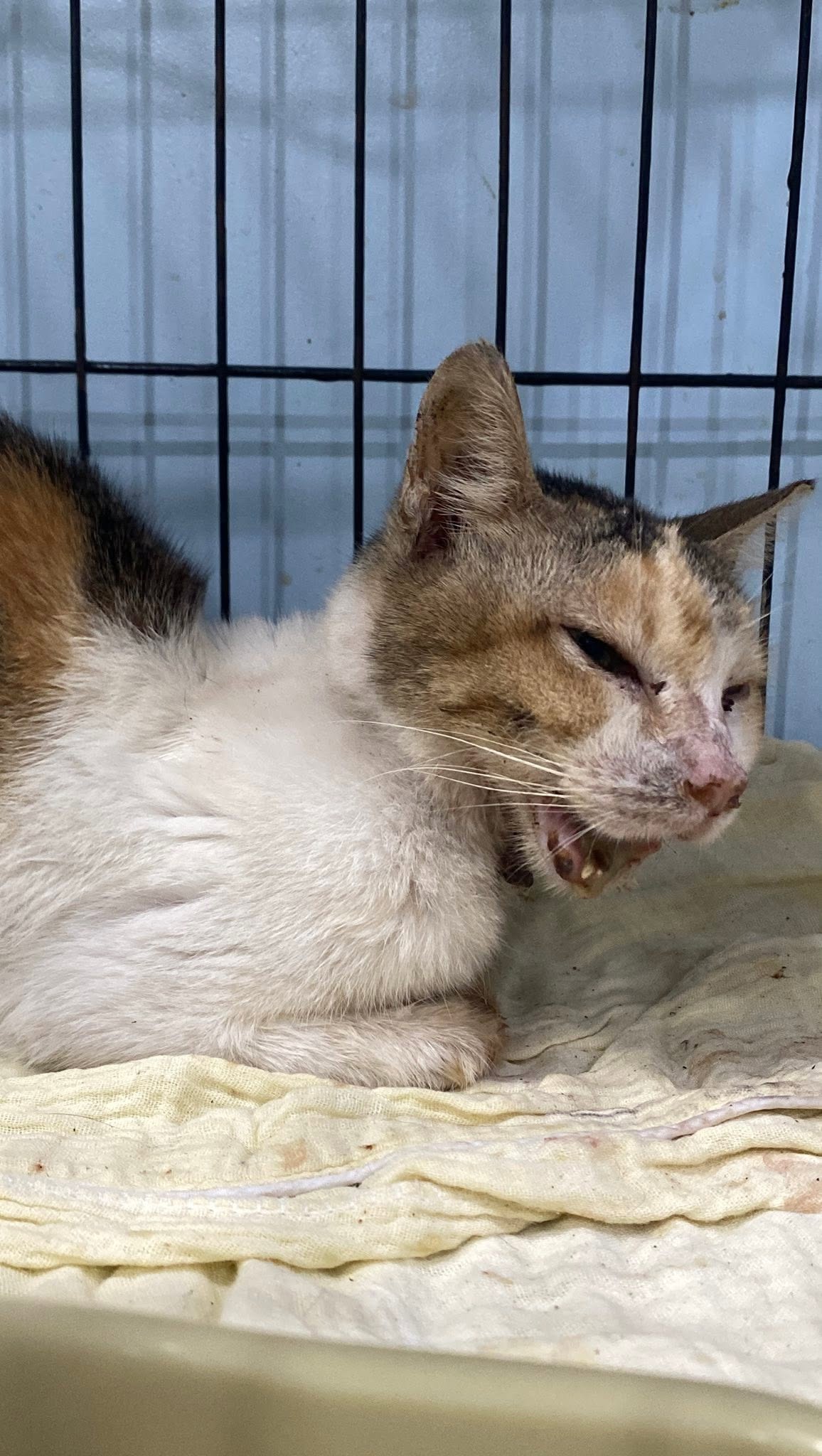 Rescue & Shelter Needs donation use proof